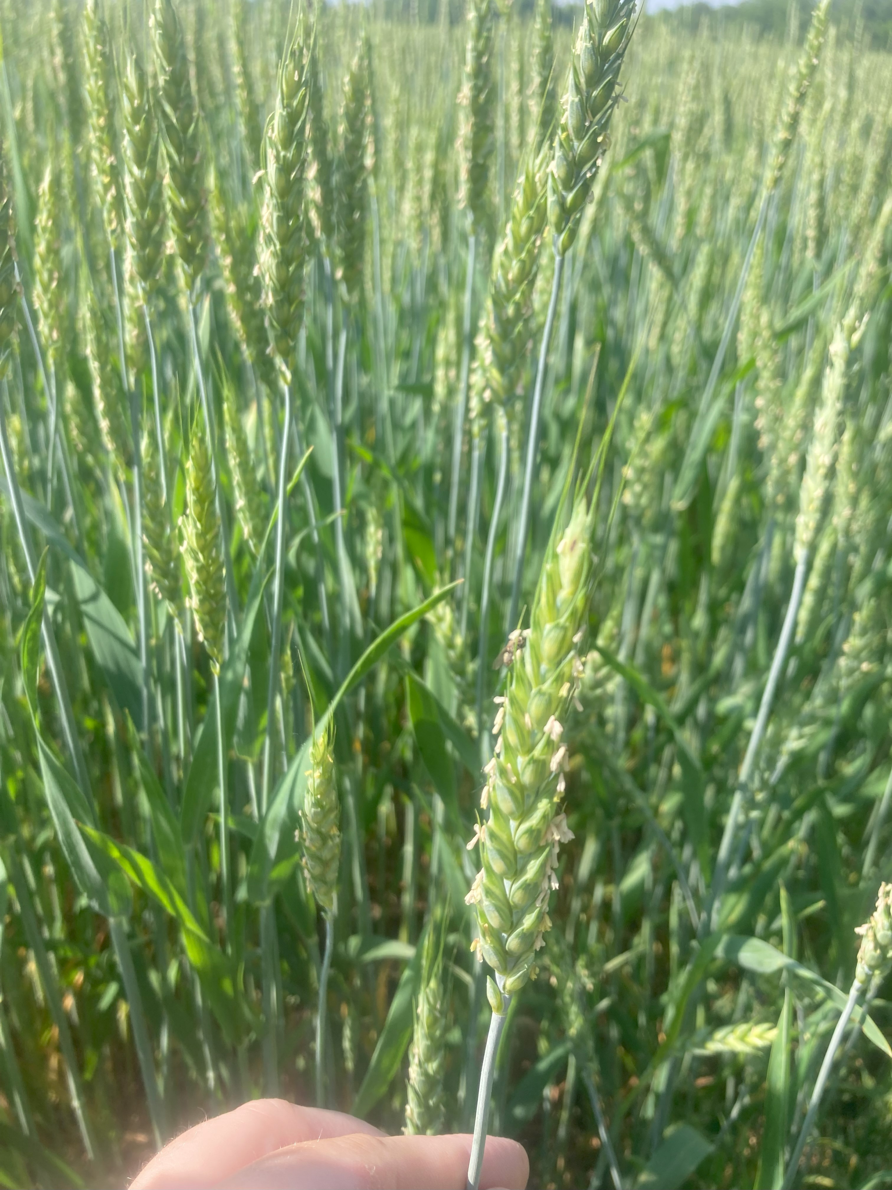 Closeup of wheat.